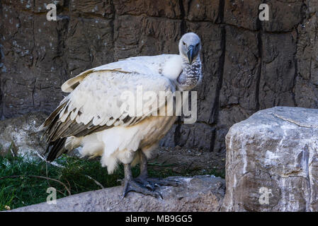 Ein Cape Vulture (Tylose in coprotheres) in Cango Wildlife Ranch, Südafrika Stockfoto