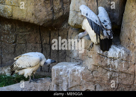 Zwei Kap Geier (Tylose in coprotheres) in Cango Wildlife Ranch, Südafrika Stockfoto