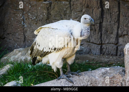 Cape Vulture (Tylose in coprotheres) in Cango Wildlife Ranch, Südafrika Stockfoto