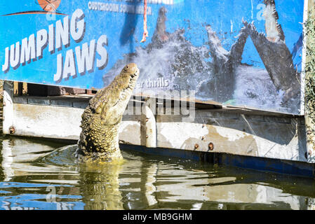 Ein Nilkrokodil (Crocodylus niloticus) springen aus dem Wasser, während Sie von einem Wächter an der Cango Wildlife Ranch, Südafrika zugeführt wird Stockfoto