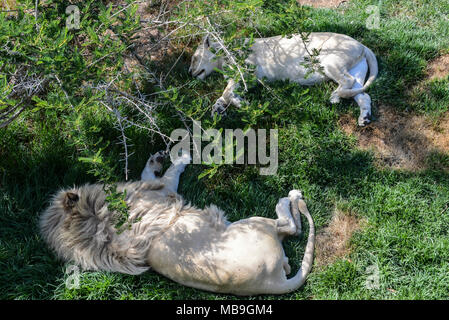 Ein Löwe und Löwin (Panthera leo), die in den Schatten eines Baumes in Cangoo Wildlife Ranch, Südafrika Stockfoto