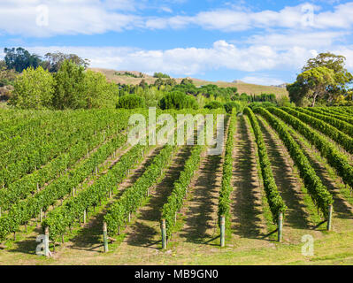 Hawkes Bay in Neuseeland Neuseeland Trauben auf Reben in Zeilen in einem Weinberg in der Hawkes Bay Napier Neuseeland Nordinsel NZ Stockfoto