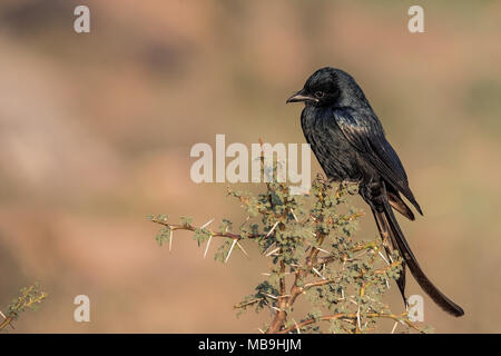 Schwarz Drongo (Dicrurus macrocercus) am Zweig. Stockfoto