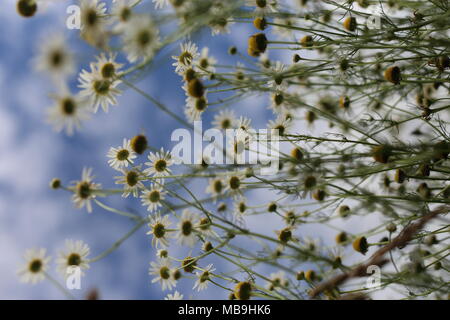 Detail der Gänseblümchen in der Natur, auf einer Wiese Stockfoto