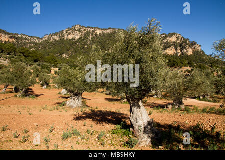 Olive Tree Mallorca Spanien, Olivenbäume Feld Mallorca Spanien Stockfoto