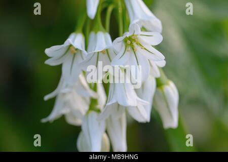 Nahaufnahme von drei dreieckigen Knoblauch Blumen in voller Blüte (Allium triquetrum) Stockfoto