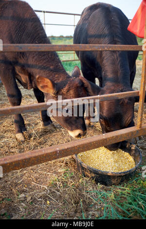 Rindfleisch Kühe essen Ergänzungsfuttermittel aus einer Schüssel in einer Weide oder Paddock hinter einem hölzernen Zaun gesehen Stockfoto