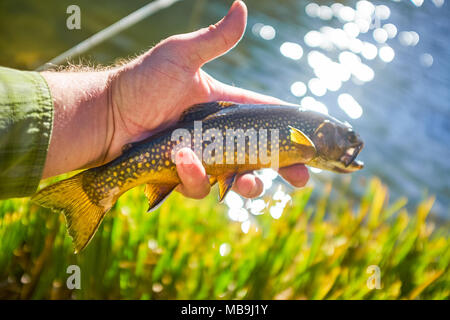 Fischer Holding eine Bachforelle in der Hand in der Deckelgarnituren National Park, Colorado eine Anzeige über der Seite des Flussufers Stockfoto