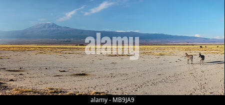 Hochauflösender Wide Panorama von zwei Ebenen Zebra (Equus quagga, ehemals Equus burchellii) gehen unter Kilimanjaro am Abend. Amboseli Stockfoto