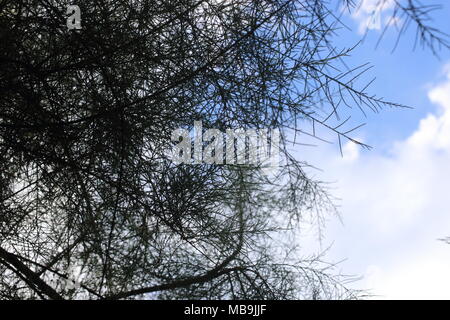 Trockene Zweige am Himmel mit Wolken Stockfoto