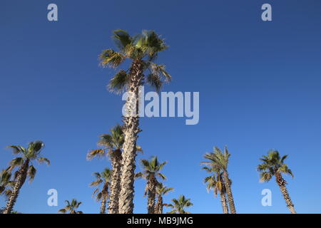Hohe Kokospalmen auf blauen Himmel Hintergrund Stockfoto