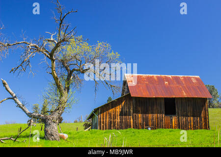 Alte verwitterte Holz- Scheune mit rostigen Tin Roof in der Nähe von lichten Eiche Stockfoto