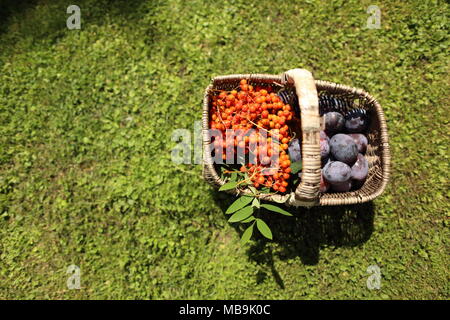 Immer noch leben Der blaue Pflaumen und orangen Vogelbeeren Stockfoto