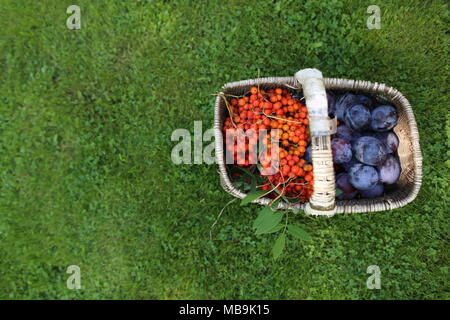 Immer noch leben Der blaue Pflaumen und orangen Vogelbeeren Stockfoto