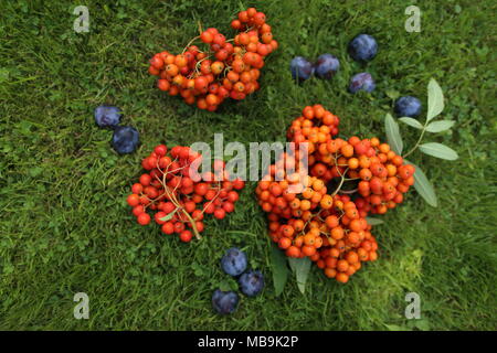 Immer noch leben Der blaue Pflaumen und orangen Vogelbeeren Stockfoto