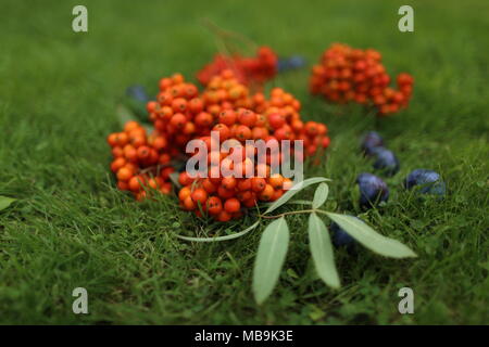 Immer noch leben Der blaue Pflaumen und orangen Vogelbeeren Stockfoto