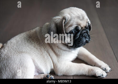 Adorable Mops Welpen Stockfoto