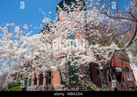 Washington, USA. 8 April, 2018, Kirschbaum in peak Bloom, 17 und Q Straßen NW Credit: Tim Braun/Alamy leben Nachrichten Stockfoto