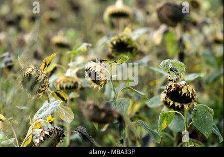 Verwelkte Sonnenblumen auf einem Feld in Düsseldorf, Deutschland, am 26.09.2016. Mehrere Bereiche des nord-östlichen und westlichen Deutschland ein Mangel an Regen, um diese Zeit gesehen. | Stockfoto