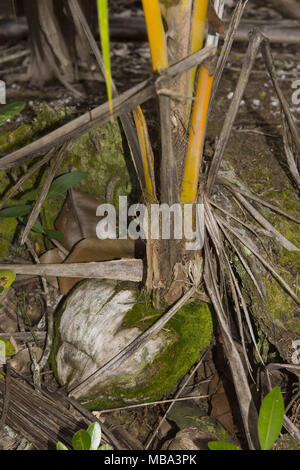 März 16, 2018 - Atoll Fuvahmulah Fuvahmulah, ISL, Malediven - sprießen Kokos, kleinen Kokospalme (Credit Bild: © Andrey Nekrasov/ZUMA Draht/ZUMAPRESS.com) Stockfoto