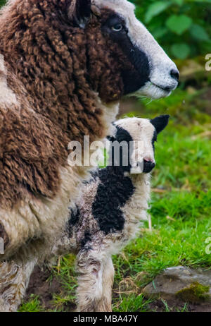 Keynsham. UK. 9. April 2018. Tag alt Jakob Lämmer Feder einverstanden ist auf dem Weg, Montag, 9. April 2018, als die Mutterschafe Geburt in Avon Valley Abenteuer und Wildlife Park in der Nähe von Keynsham, Somerset geben. Jakob Schafe sind eine britische Rasse von Hausschafen und vereint zwei Eigenschaften der Schafe ungewöhnlich, piebald Dunklen mit Bereichen aus weißer Wolle. Credit: Paul Gillis/Alamy leben Nachrichten Stockfoto