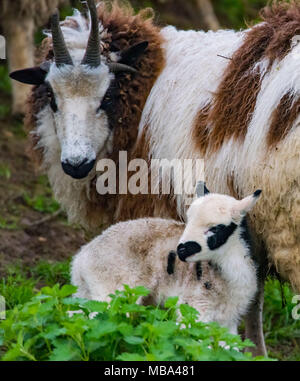 Keynsham. UK. 9. April 2018. Tag alt Jakob Lämmer Feder einverstanden ist auf dem Weg, Montag, 9. April 2018, als die Mutterschafe Geburt in Avon Valley Abenteuer und Wildlife Park in der Nähe von Keynsham, Somerset geben. Jakob Schafe sind eine britische Rasse von Hausschafen und vereint zwei Eigenschaften der Schafe ungewöhnlich, piebald Dunklen mit Bereichen aus weißer Wolle. Credit: Paul Gillis/Alamy leben Nachrichten Stockfoto