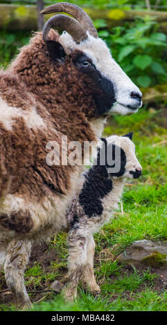 Keynsham. UK. 9. April 2018. Tag alt Jakob Lämmer Feder einverstanden ist auf dem Weg, Montag, 9. April 2018, als die Mutterschafe Geburt in Avon Valley Abenteuer und Wildlife Park in der Nähe von Keynsham, Somerset geben. Jakob Schafe sind eine britische Rasse von Hausschafen und vereint zwei Eigenschaften der Schafe ungewöhnlich, piebald Dunklen mit Bereichen aus weißer Wolle. Credit: Paul Gillis/Alamy leben Nachrichten Stockfoto