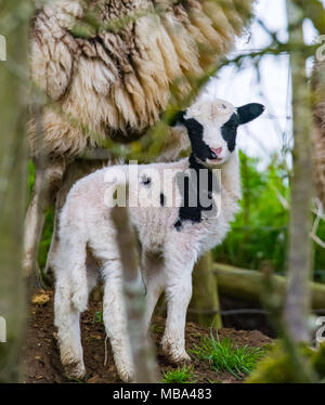 Keynsham. UK. 9. April 2018. Tag alt Jakob Lämmer Feder einverstanden ist auf dem Weg, Montag, 9. April 2018, als die Mutterschafe Geburt in Avon Valley Abenteuer und Wildlife Park in der Nähe von Keynsham, Somerset geben. Jakob Schafe sind eine britische Rasse von Hausschafen und vereint zwei Eigenschaften der Schafe ungewöhnlich, piebald Dunklen mit Bereichen aus weißer Wolle. Credit: Paul Gillis/Alamy leben Nachrichten Stockfoto