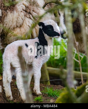 Keynsham. UK. 9. April 2018. Tag alt Jakob Lämmer Feder einverstanden ist auf dem Weg, Montag, 9. April 2018, als die Mutterschafe Geburt in Avon Valley Abenteuer und Wildlife Park in der Nähe von Keynsham, Somerset geben. Jakob Schafe sind eine britische Rasse von Hausschafen und vereint zwei Eigenschaften der Schafe ungewöhnlich, piebald Dunklen mit Bereichen aus weißer Wolle. Credit: Paul Gillis/Alamy leben Nachrichten Stockfoto