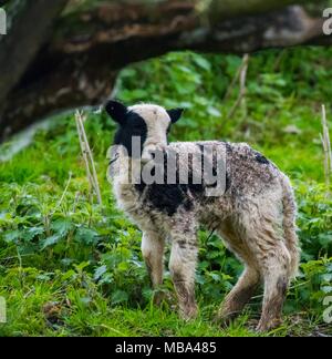 Keynsham. UK. 9. April 2018. Tag alt Jakob Lämmer Feder einverstanden ist auf dem Weg, Montag, 9. April 2018, als die Mutterschafe Geburt in Avon Valley Abenteuer und Wildlife Park in der Nähe von Keynsham, Somerset geben. Jakob Schafe sind eine britische Rasse von Hausschafen und vereint zwei Eigenschaften der Schafe ungewöhnlich, piebald Dunklen mit Bereichen aus weißer Wolle. Credit: Paul Gillis/Alamy leben Nachrichten Stockfoto