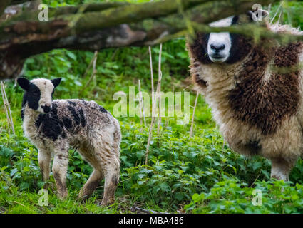 Keynsham. UK. 9. April 2018. Tag alt Jakob Lämmer Feder einverstanden ist auf dem Weg, Montag, 9. April 2018, als die Mutterschafe Geburt in Avon Valley Abenteuer und Wildlife Park in der Nähe von Keynsham, Somerset geben. Jakob Schafe sind eine britische Rasse von Hausschafen und vereint zwei Eigenschaften der Schafe ungewöhnlich, piebald Dunklen mit Bereichen aus weißer Wolle. Credit: Paul Gillis/Alamy leben Nachrichten Stockfoto