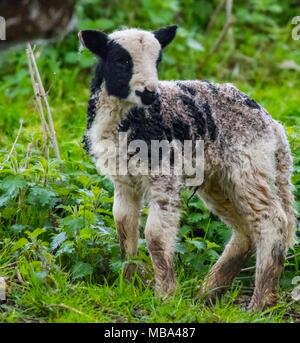 Keynsham. UK. 9. April 2018. Tag alt Jakob Lämmer Feder einverstanden ist auf dem Weg, Montag, 9. April 2018, als die Mutterschafe Geburt in Avon Valley Abenteuer und Wildlife Park in der Nähe von Keynsham, Somerset geben. Jakob Schafe sind eine britische Rasse von Hausschafen und vereint zwei Eigenschaften der Schafe ungewöhnlich, piebald Dunklen mit Bereichen aus weißer Wolle. Credit: Paul Gillis/Alamy leben Nachrichten Stockfoto