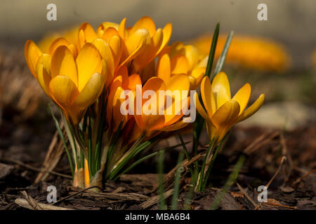 Eine der ersten Blumen zum Herald im Frühling, dieser Gelbe krokusse Frühlingsblumen Stockfoto