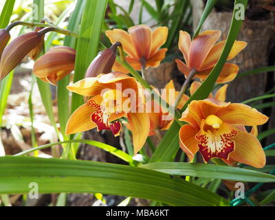Gelb/Orange Cymbidium Orchideen in der Sonne Blüte außerhalb der Saison Stockfoto
