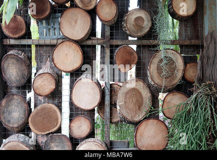 Viele runde Holzplatten auf der Wand zu hinterlassen. Stockfoto