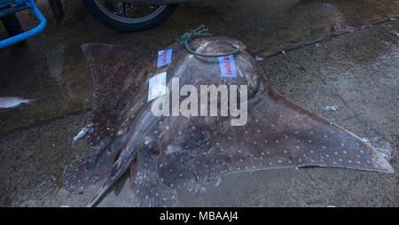 Verkauf Haie und Rochen auf dem Markt in Thailand Stockfoto