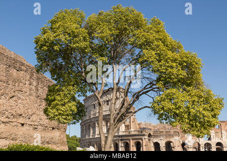 Ein Baum im Garten innerhalb des Umfangs der Kolosseum oder Coliseum, auch als das flavische Amphitheater oder Colosseo bekannt, ist eine ovale Amphitheater, die Stockfoto