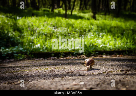 Große Schnecke, Helix pomatia, in der Schale kriecht auf der Straße; grüne Gras auf den Hintergrund; Vorderansicht Stockfoto