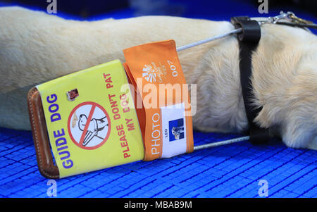 Ein Hund namens 'Leo' mit Photo Akkreditierung an der Gold Coast Aquatic Center bei Tag fünf der Commonwealth Games 2018 in der Gold Coast, Australien. Stockfoto