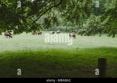 Durch einen Wald auf einer Weide mit Schafen sehen Stockfoto