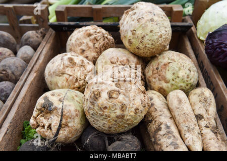 Knollensellerie (apium graveolens var rapaceum), auch genannt Rübe - Verwurzelt celeryon Anzeige an der Sussex Bauer mobile Farm Shop in Brighton Stockfoto