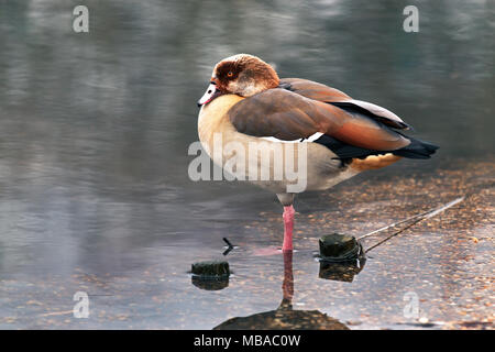 Die ägyptische Gans am Wetland Centre in Barnes, London, Stand zeigte ausgezeichnete Balance. Stockfoto