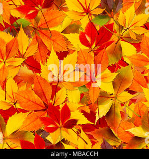 Herbst Herbst Blätter nahtlose Hintergrund Textur muster für Kontinuierliches Replizieren. Stockfoto