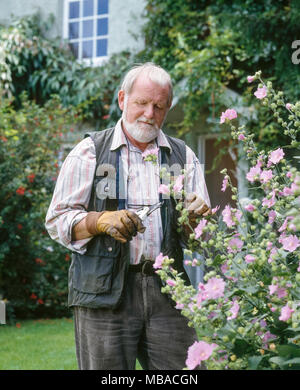 Pensionierte ältere Mann GÄRTNER BESCHNEIDUNG Strauch im heimischen Garten ENGLAND UK rosa Blüten Stockfoto