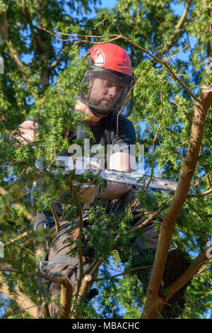 Baum CHIRURG TRIMMEN ZURÜCK EIBE im heimischen Garten UK. Er trägt einen Schutzhelm mit GEHÖRSCHUTZ UND SICHERHEIT GESICHTSMASKE. Stockfoto