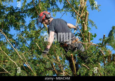 Baum CHIRURG TRIMMEN ZURÜCK EIBE im heimischen Garten UK. Er trägt einen Schutzhelm mit GEHÖRSCHUTZ UND SICHERHEIT GESICHTSMASKE. Stockfoto