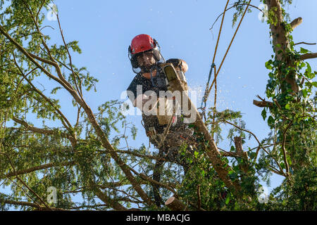 Baum CHIRURG TRIMMEN ZURÜCK EIBE im heimischen Garten UK. Er trägt einen Schutzhelm mit GEHÖRSCHUTZ UND SICHERHEIT GESICHTSMASKE. Stockfoto