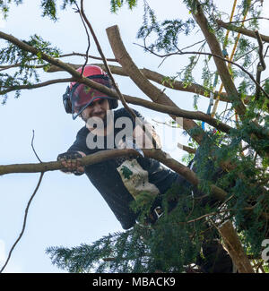 Baum CHIRURG TRIMMEN ZURÜCK EIBE im heimischen Garten UK. Er trägt einen Schutzhelm mit GEHÖRSCHUTZ UND SICHERHEIT GESICHTSMASKE. Stockfoto