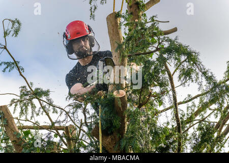 Baum CHIRURG TRIMMEN ZURÜCK EIBE im heimischen Garten UK. Er trägt einen Schutzhelm mit GEHÖRSCHUTZ UND SICHERHEIT GESICHTSMASKE. Stockfoto