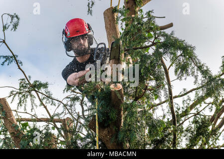 Baum CHIRURG TRIMMEN ZURÜCK EIBE im heimischen Garten UK. Er trägt einen Schutzhelm mit GEHÖRSCHUTZ UND SICHERHEIT GESICHTSMASKE. Stockfoto